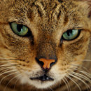 ¿Por qué los gatos tienen pupilas verticales?