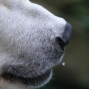 ¿Qué mamíferos tienen el mejor sentido del olfato?