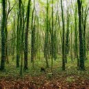 Derzeit bedecken Wälder wie viel Prozent der Ländereien?