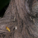 What insects live in large numbers in sloth's fur?